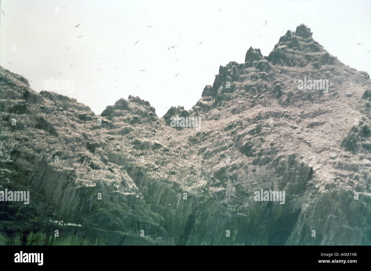 Tausende von Basstölpel bewohnen eines der Skellig Inseln 8 Meilen vor der Kerry Atlantikküste im Südwesten von Irland Stockfoto