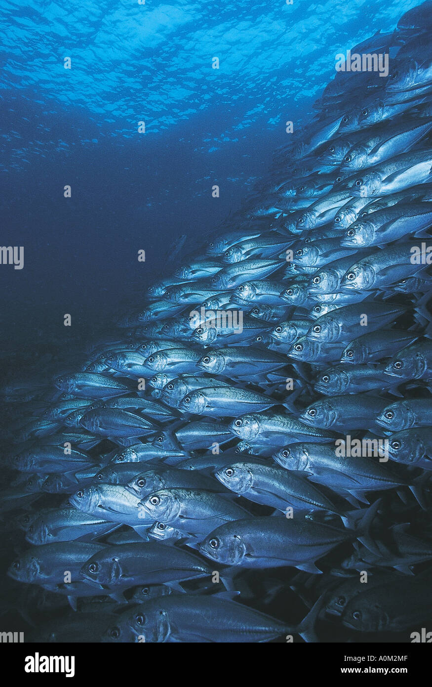 Großes Auge Makrelen, Caranx Sexfasciatus Borneo Malaysia. Stockfoto