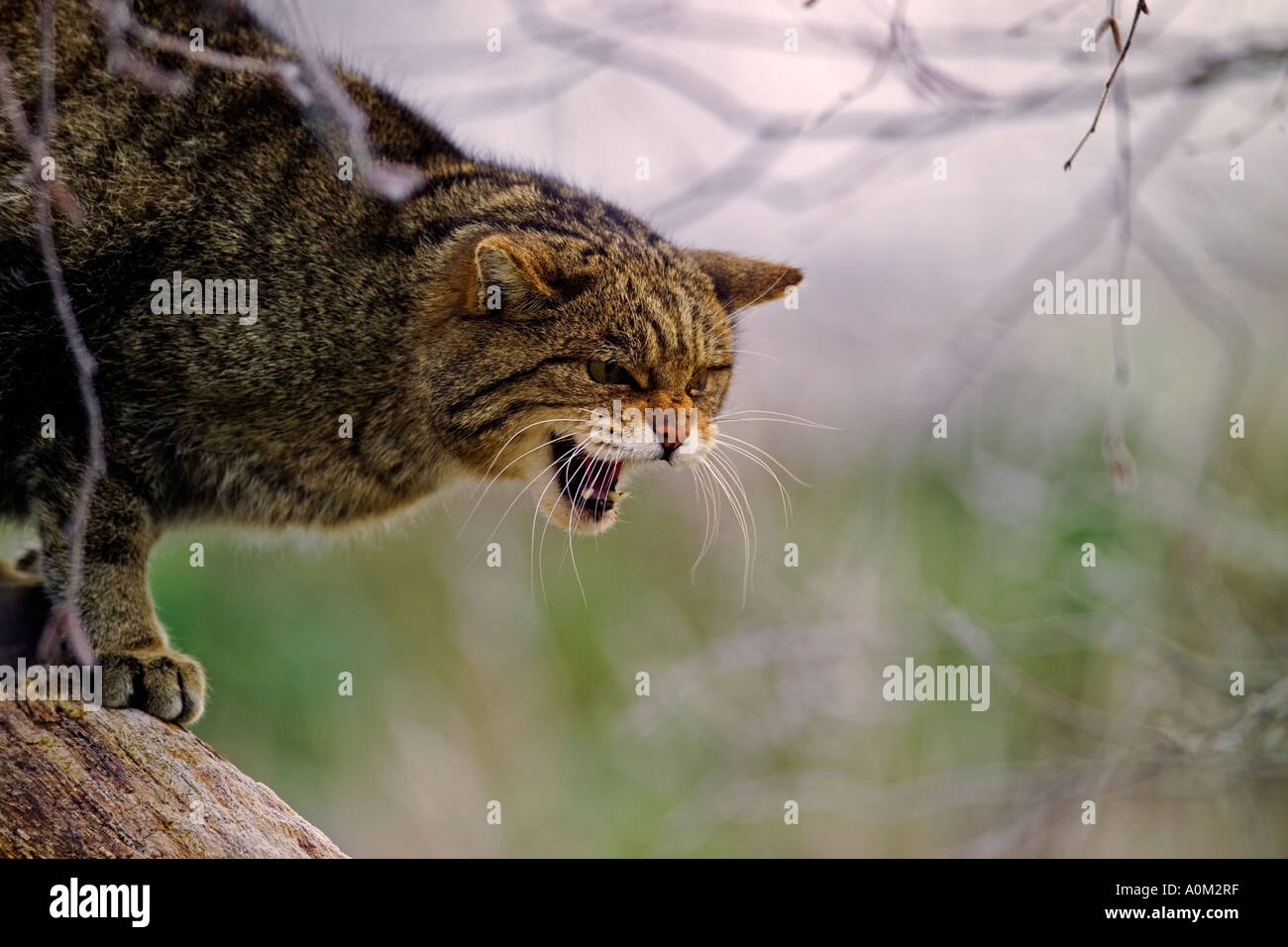 Schottische Wildkatze (Felis Catus). Gesteuert. Stockfoto