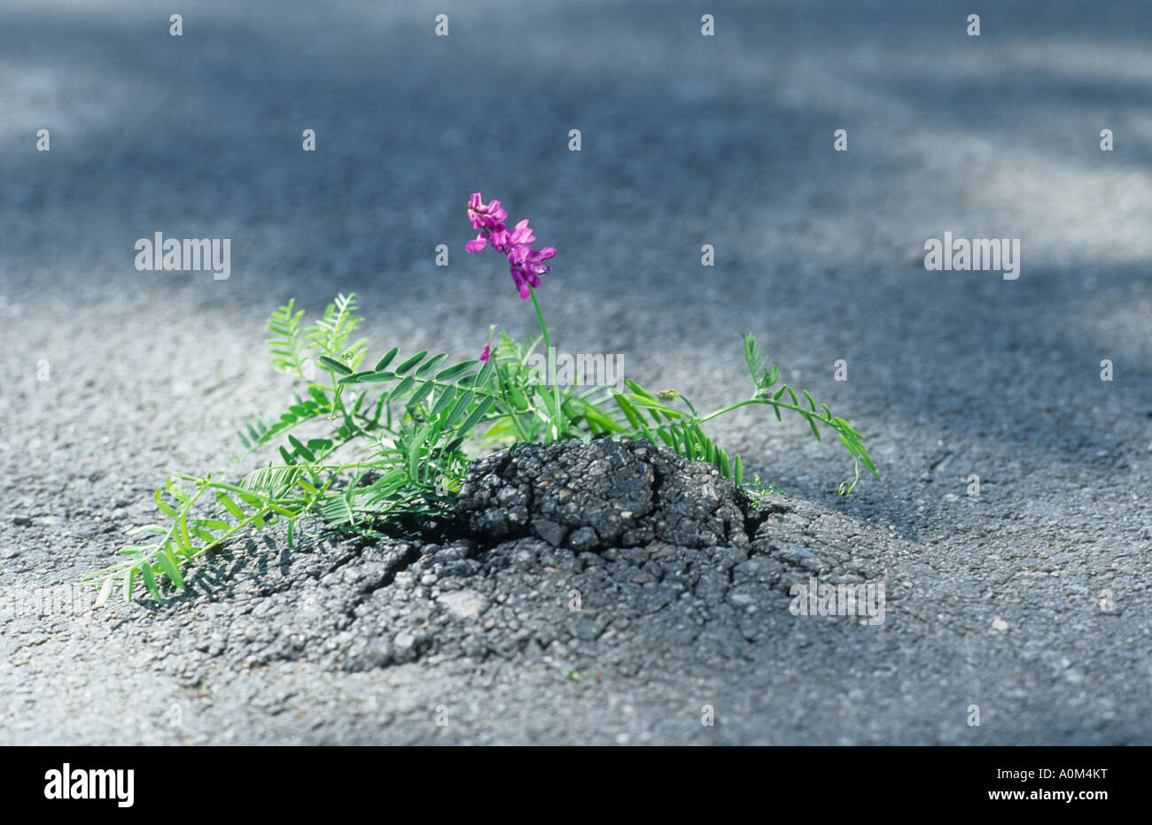 Flower growing through asphalt surface Fotos und Bildmaterial in