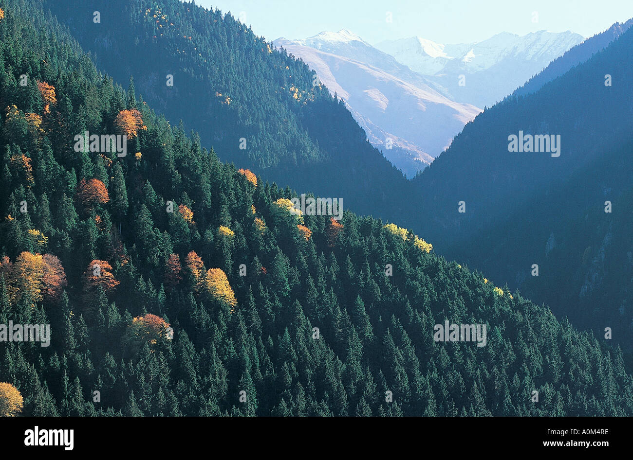 Herbst in Kure Berge der Türkei Stockfoto