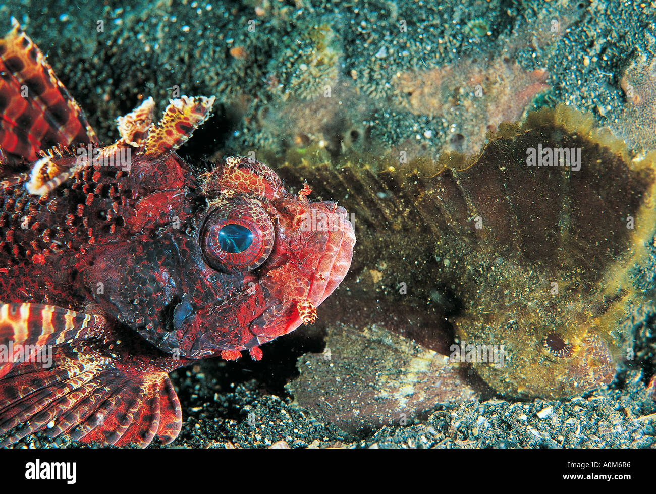 Raggy Drachenköpfe, Scorpaenopsis Venosa und Kakadu Waspfish Ablabys Taenianotus, Sulawesi, Indonesien. Stockfoto