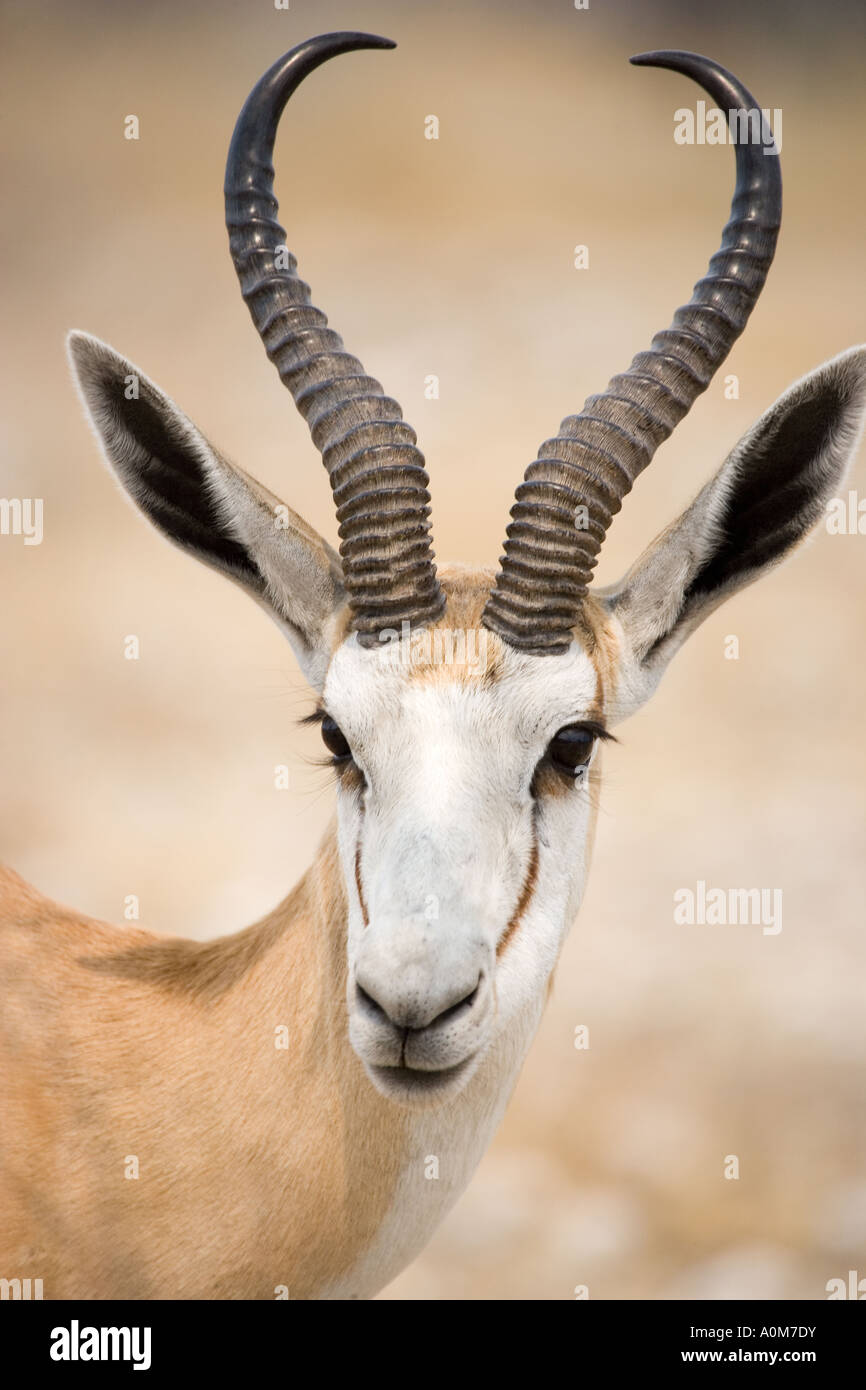 Springbok Etosha Nationalpark Namibia Stockfoto