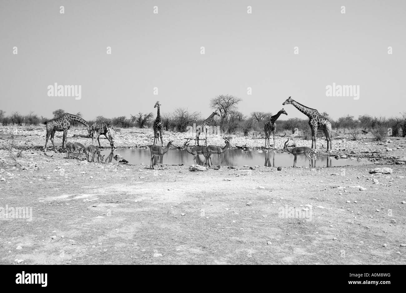 Giraffen am Wasserloch Etosha Nationalpark Namibia Stockfoto