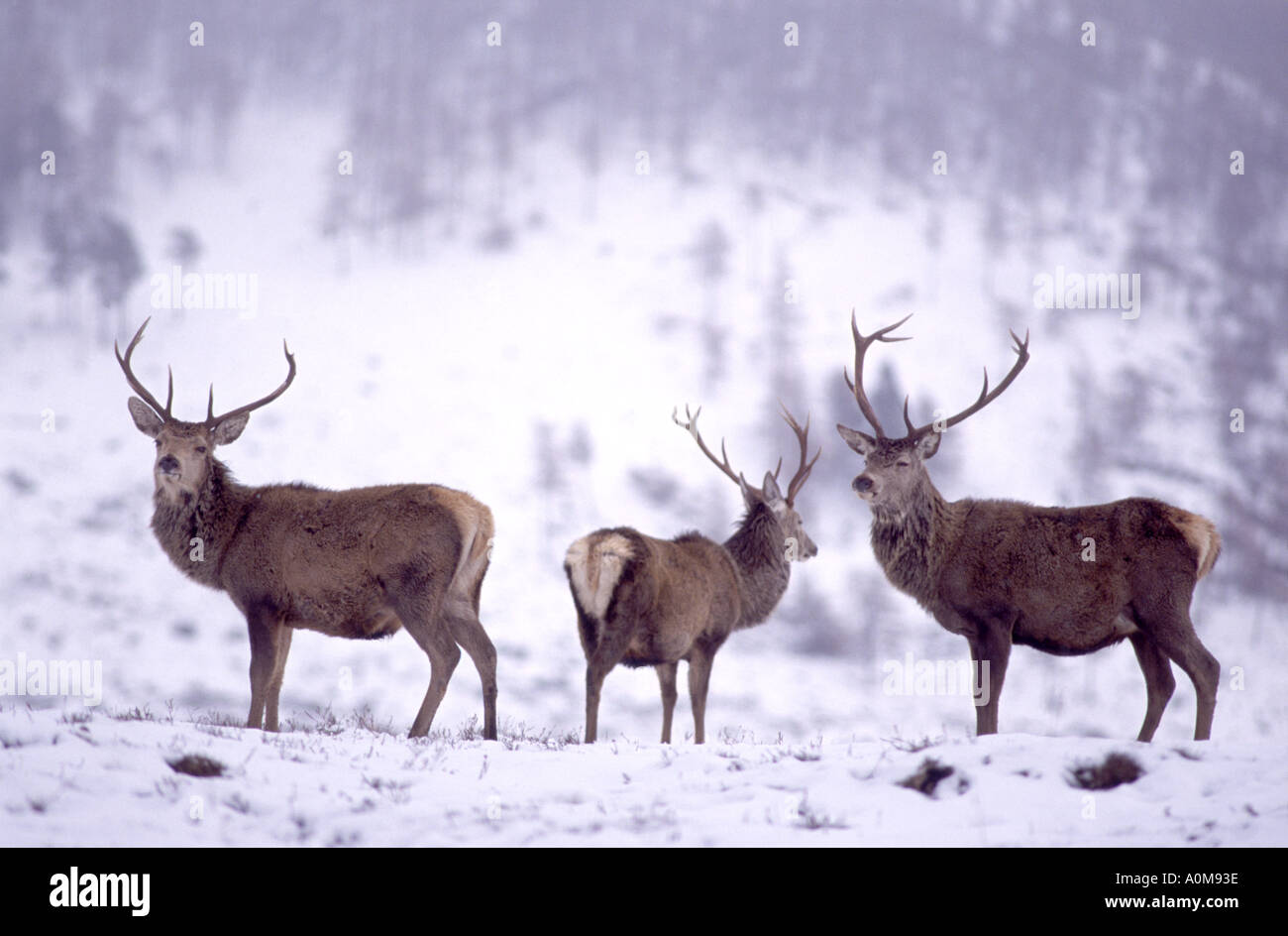 Rote Hirsche auf Futtersuche auf niedrigen Boden im Winter.   GMM 1324-27 Stockfoto