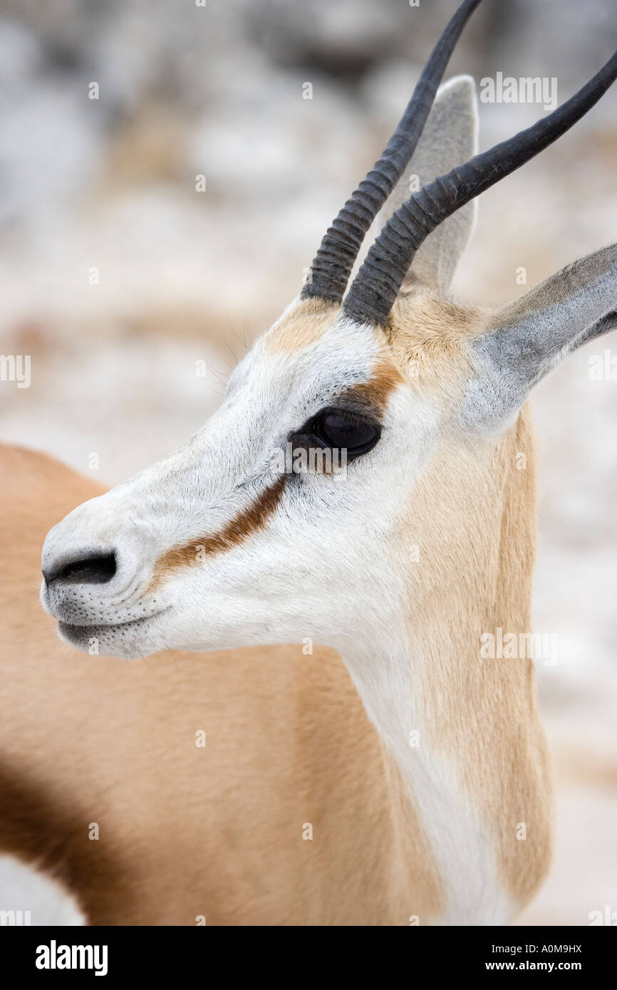 Springbok Etosha Nationalpark Namibia Stockfoto