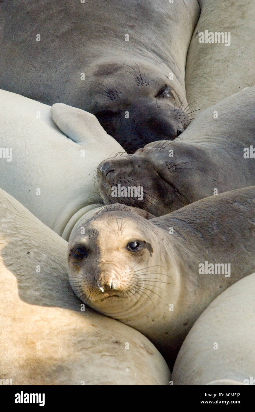 Glücklich See-Elefanten, San Simeon. Stockfoto