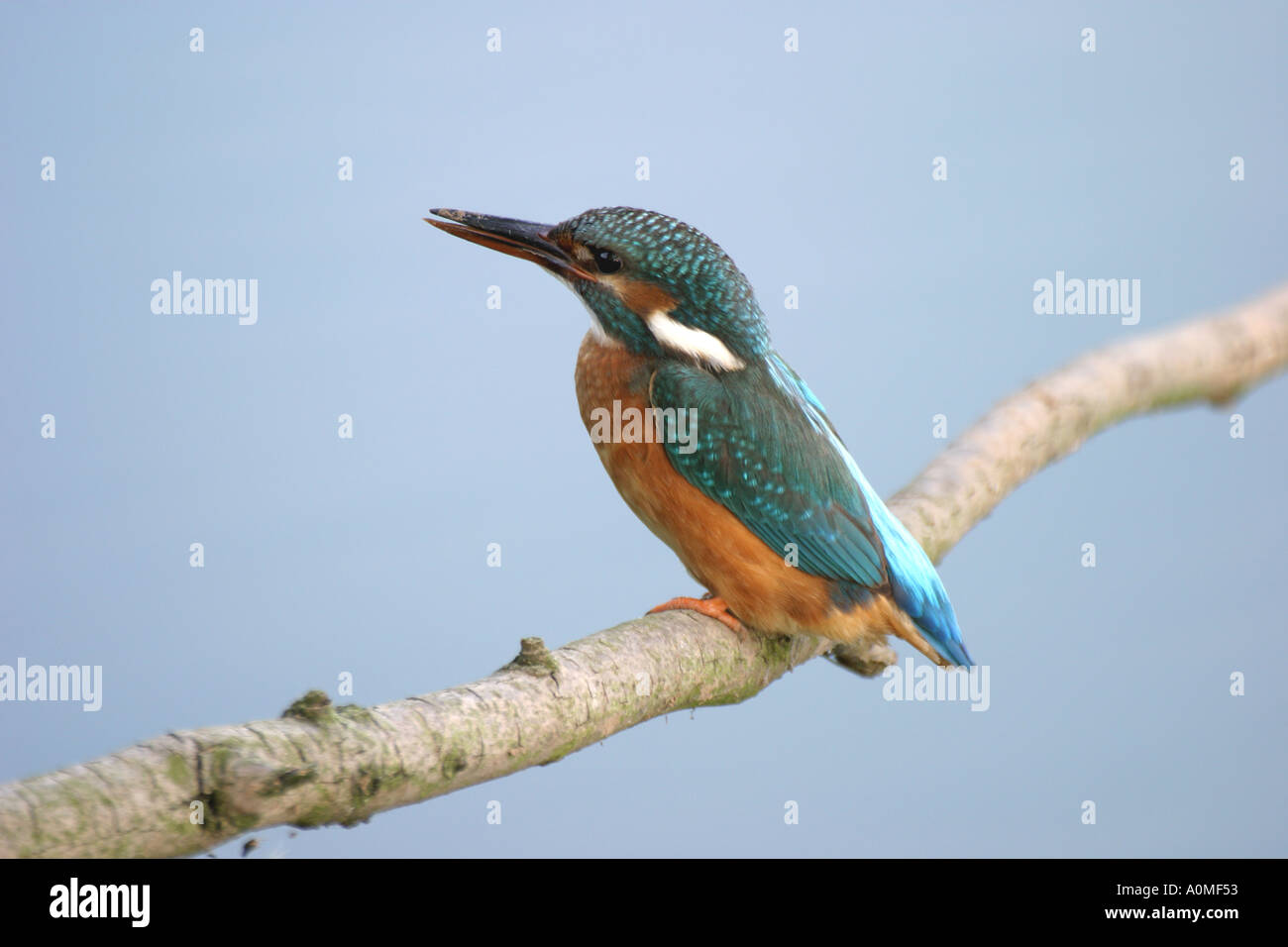 Eisvogel Stockfoto