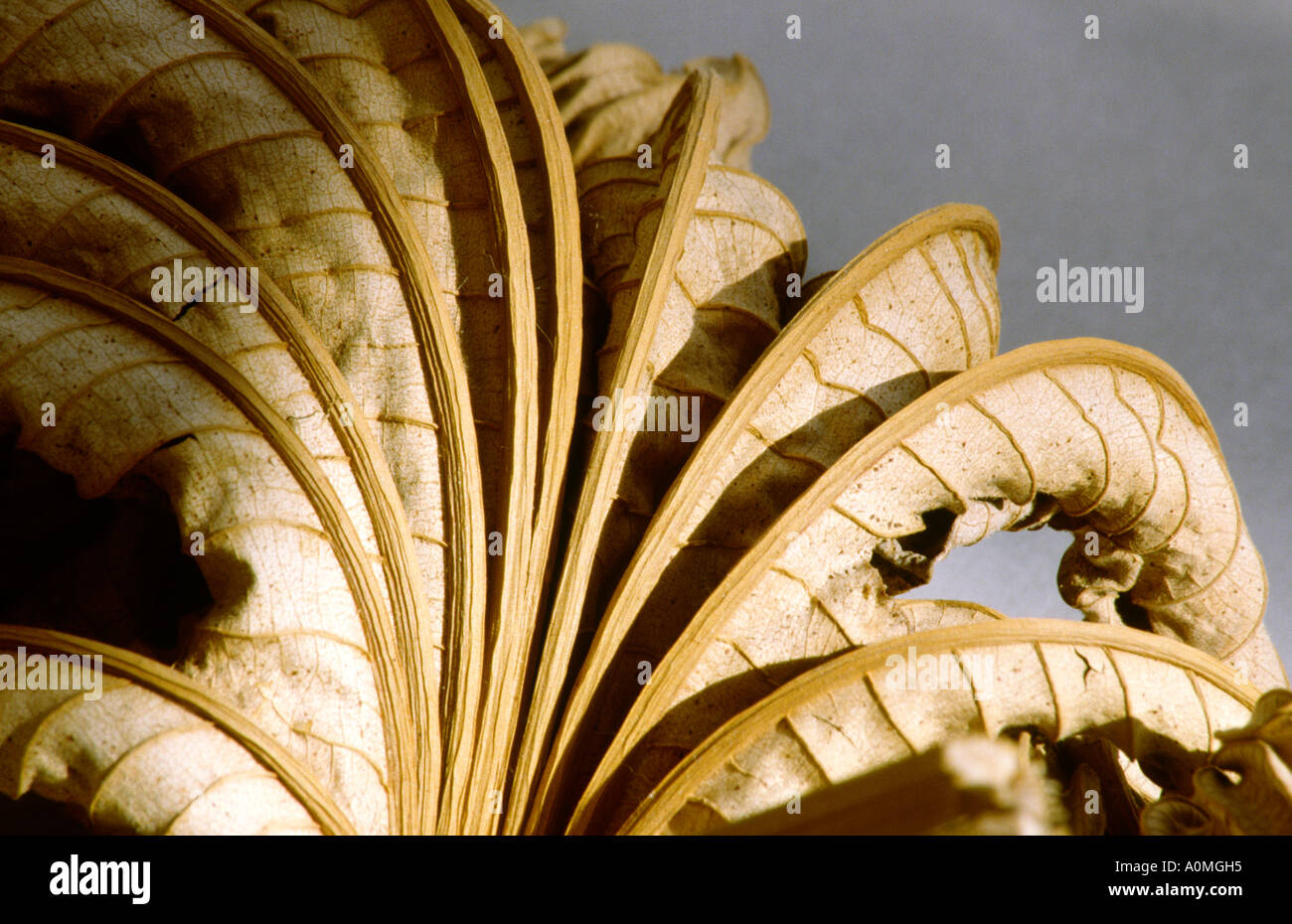 Natur gewellt getrockneten Blättern von Kew Gardens Stockfoto