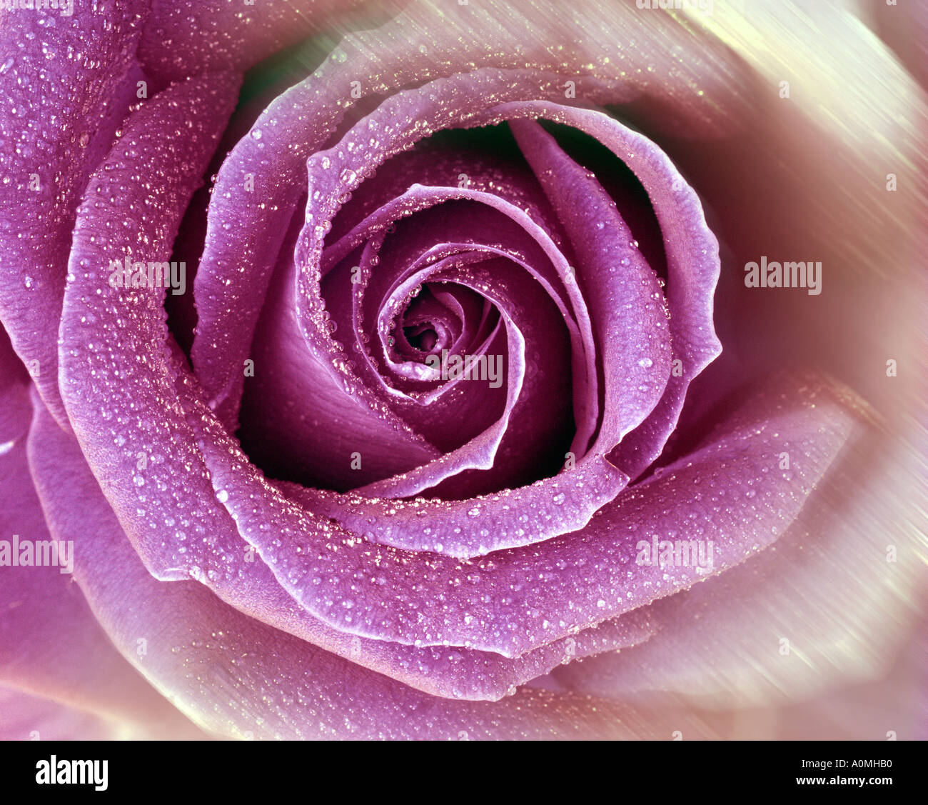 FLORALES DESIGN: Englische Rose (Lat: Rosa Georg Friedrich Händel) Stockfoto