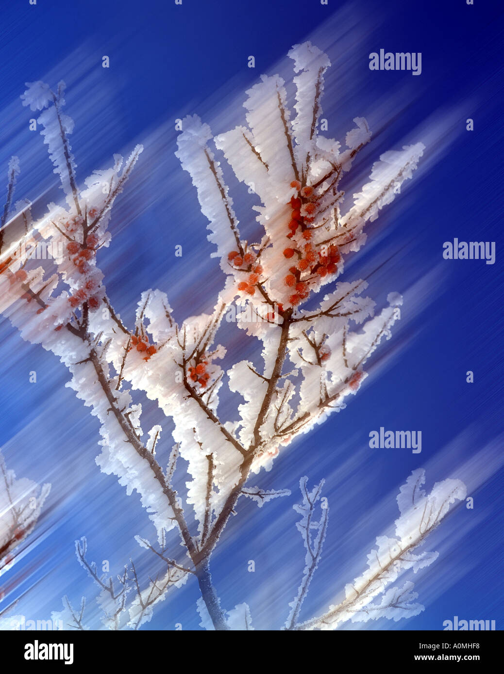 DIGITALE Kunst: Winter Detail Stockfoto