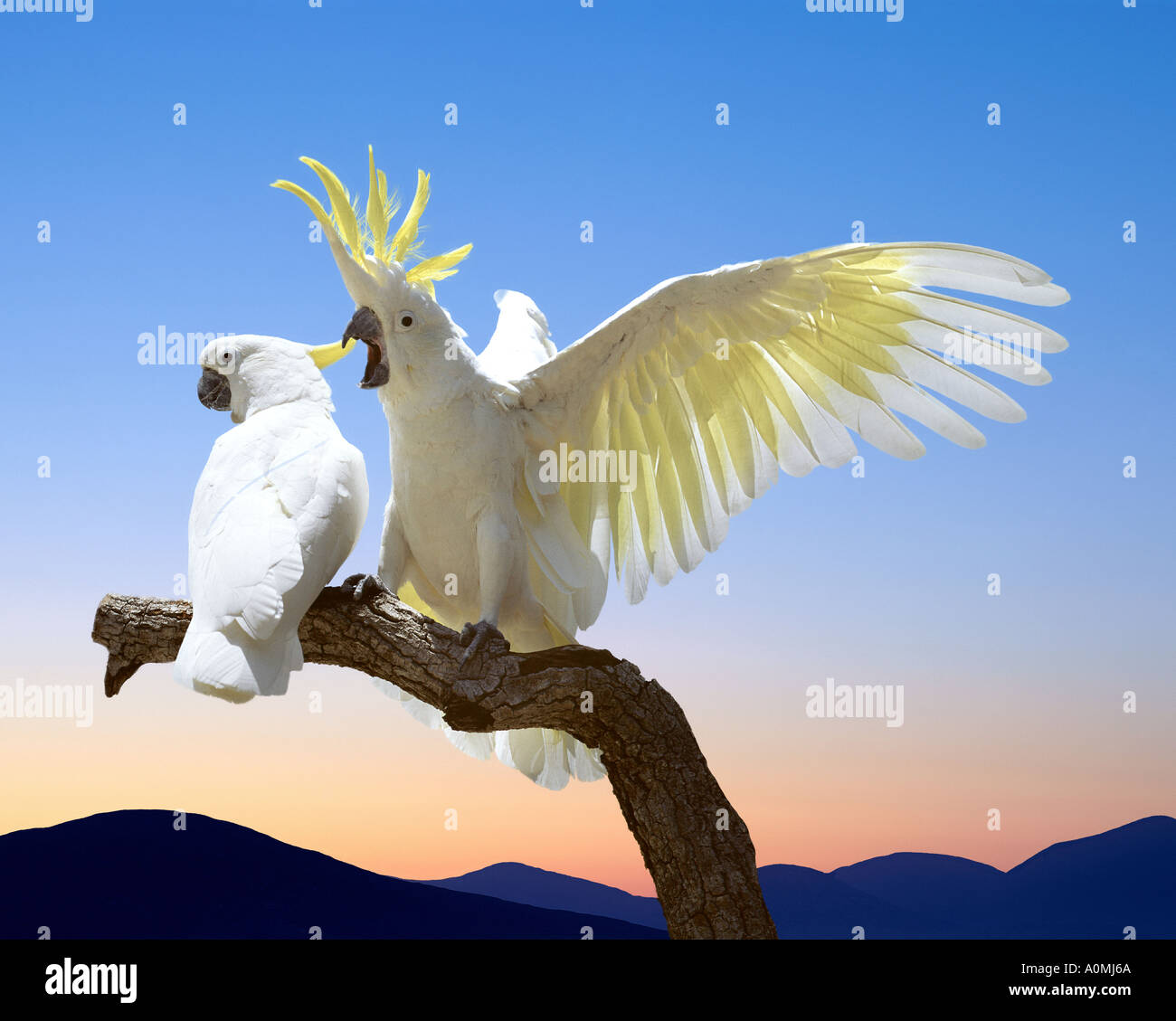 AU - NEW-South.Wales: Schwefel Crested Kakadus Stockfoto