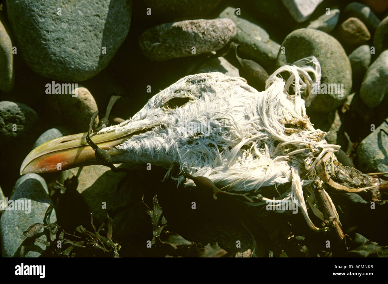 Cumbria Seascale Vögel Kopf tot Möwe am Strand Stockfoto