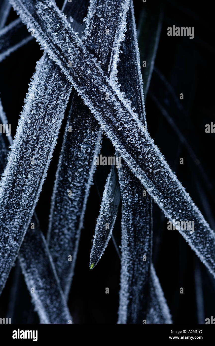 Ophiopogon Planiscapus hier-schwarz Ziergras mit Raureif bedeckt Stockfoto