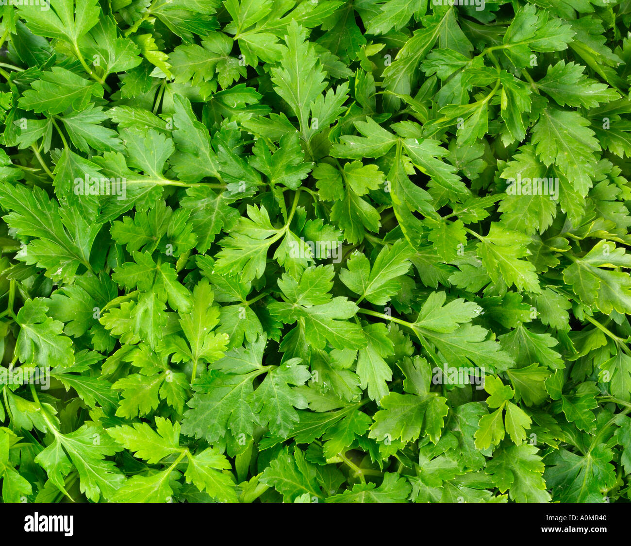 WACHSENDE BLATTPETERSILIE Stockfoto