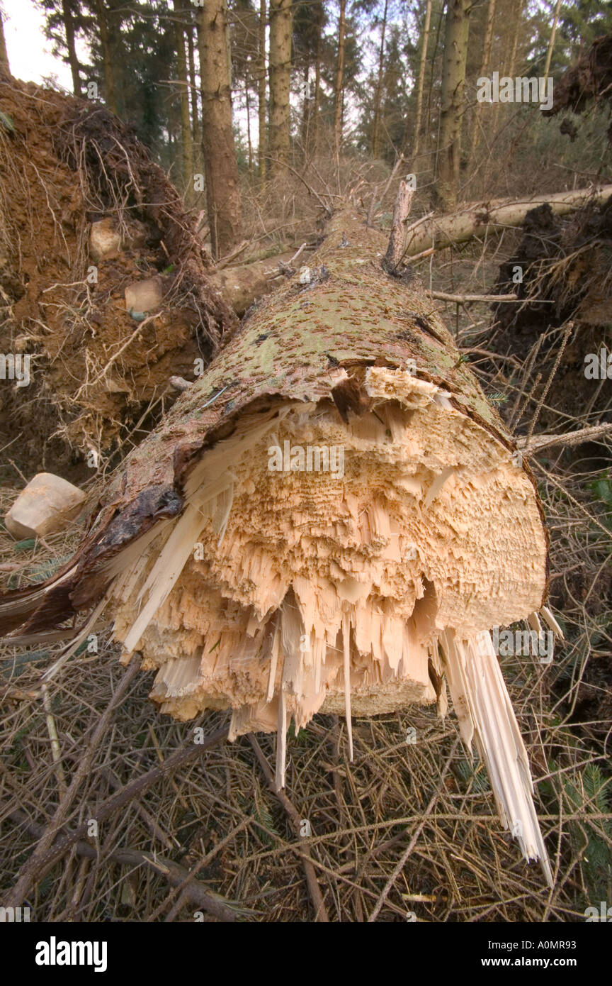 Nadelbaum schnappte im Sturmwinde Latterbarrow Cumbria Stockfoto