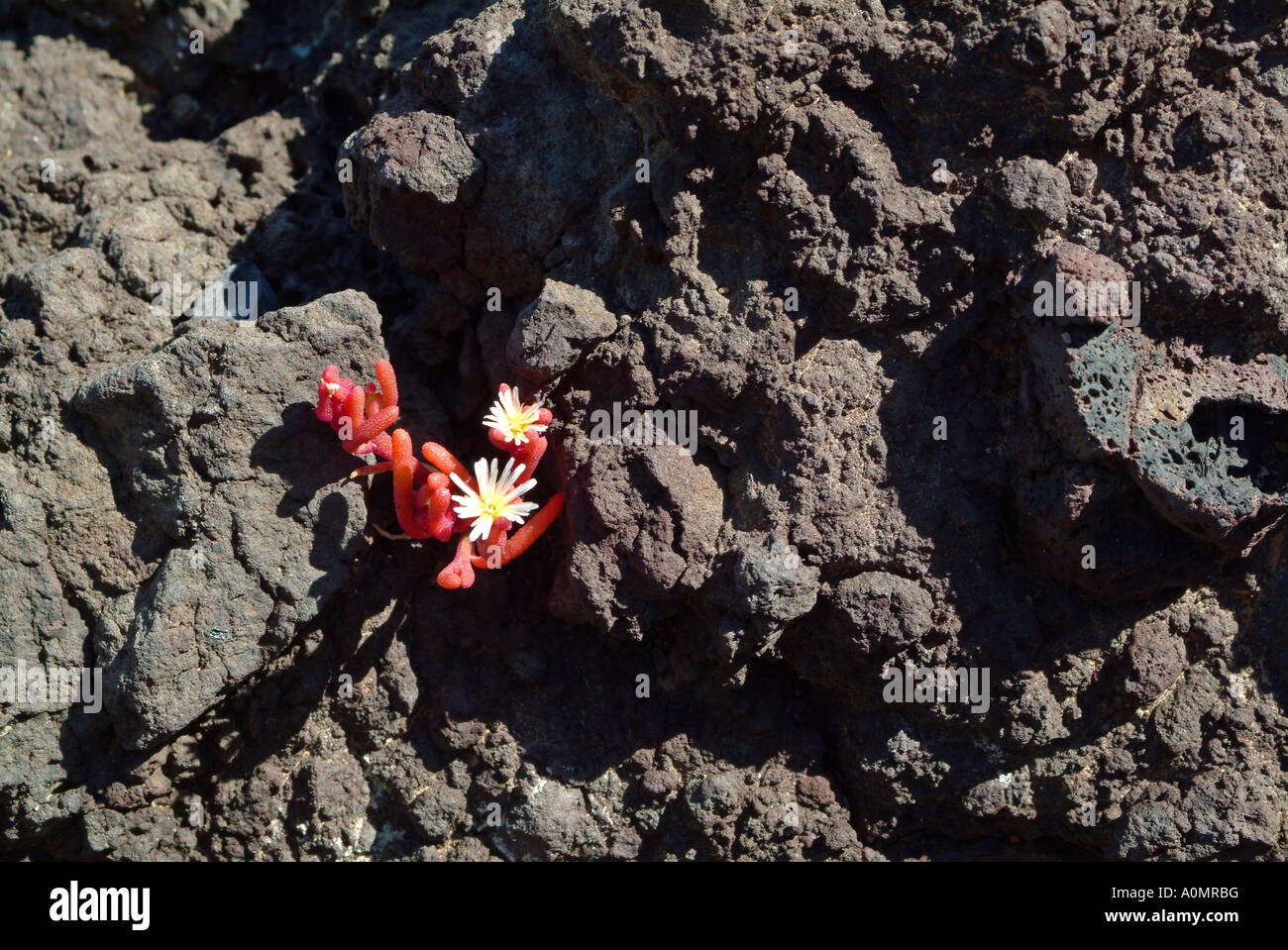 Blume auf Lava Felsen Blume Auf Lavagestein Stockfoto