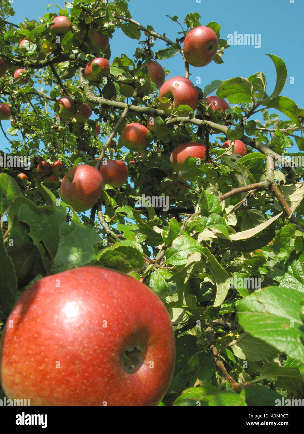 Äpfel an einem Baum Äpfel bin Baum Stockfoto