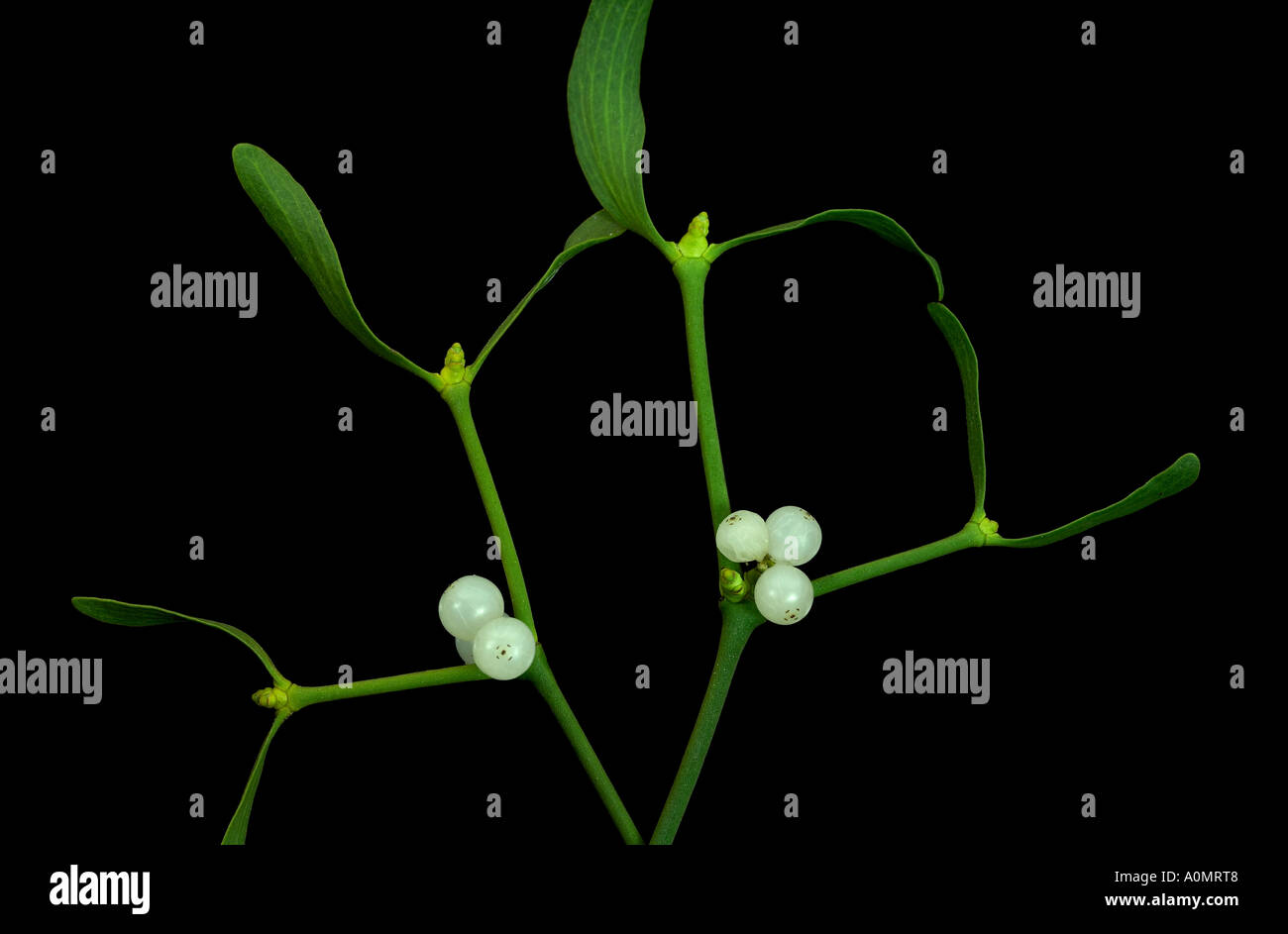 Zweige der Mistel - Viscum Album auf schwarzem Hintergrund Stockfoto
