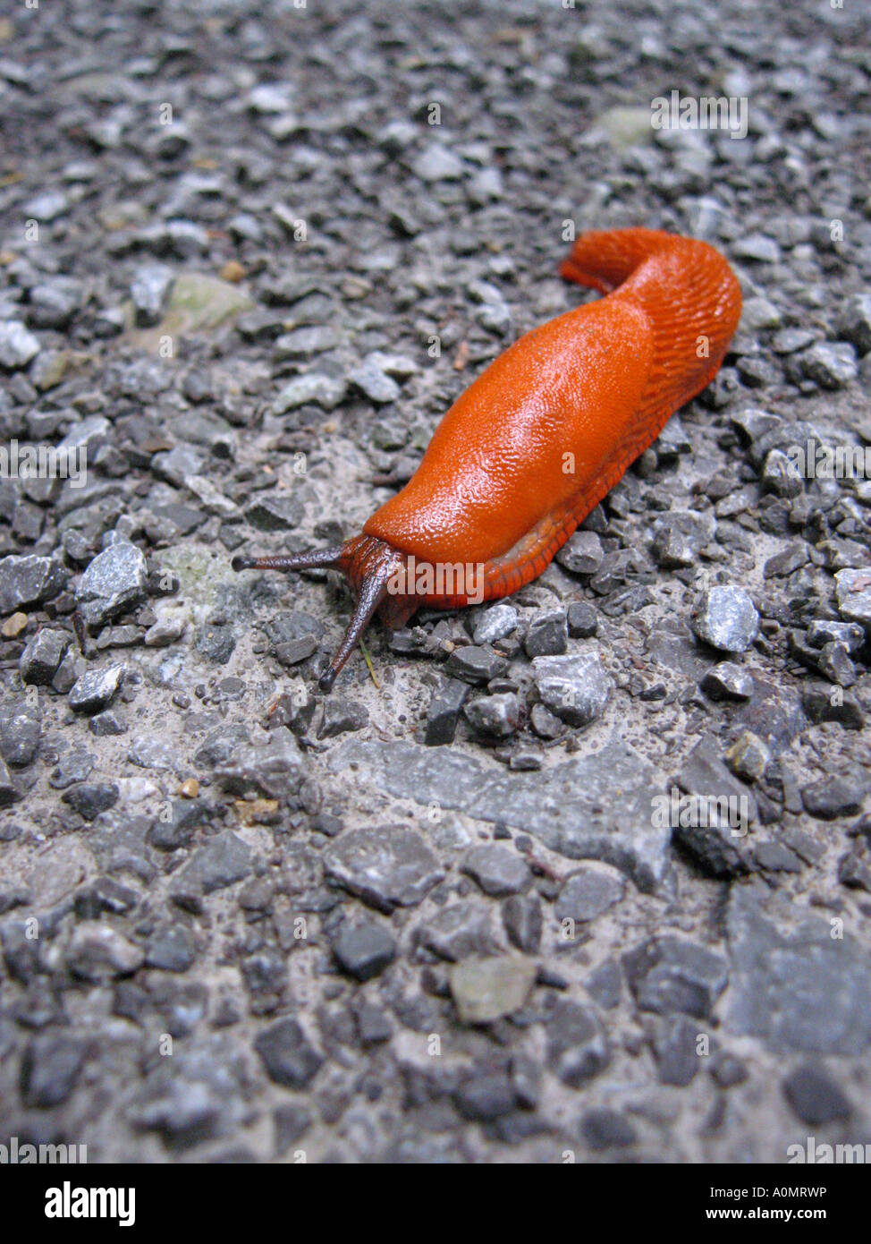 Schnecke Schnecke Schnecke Nacktschnecke Stockfoto