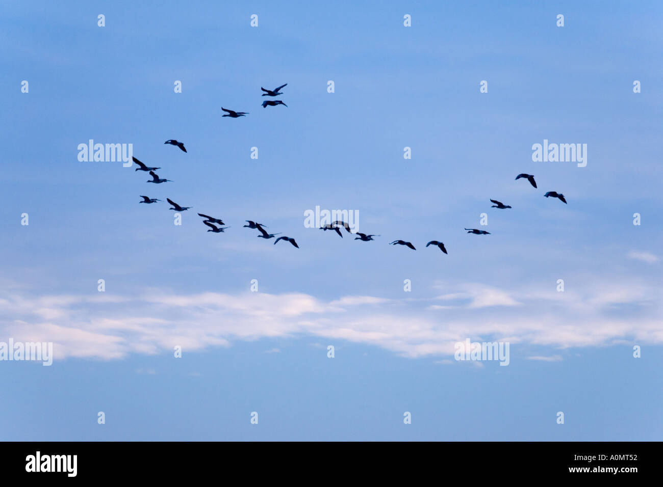 Schwarm Gänse fliegen in Formation Norfolk UK Stockfoto