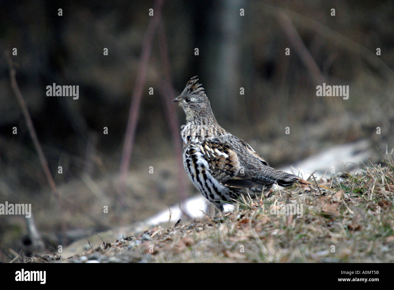 Vögel-Pf Nordamerika; Ruffed Grouse; Bonasa Umbellus Alberta Kanada Stockfoto