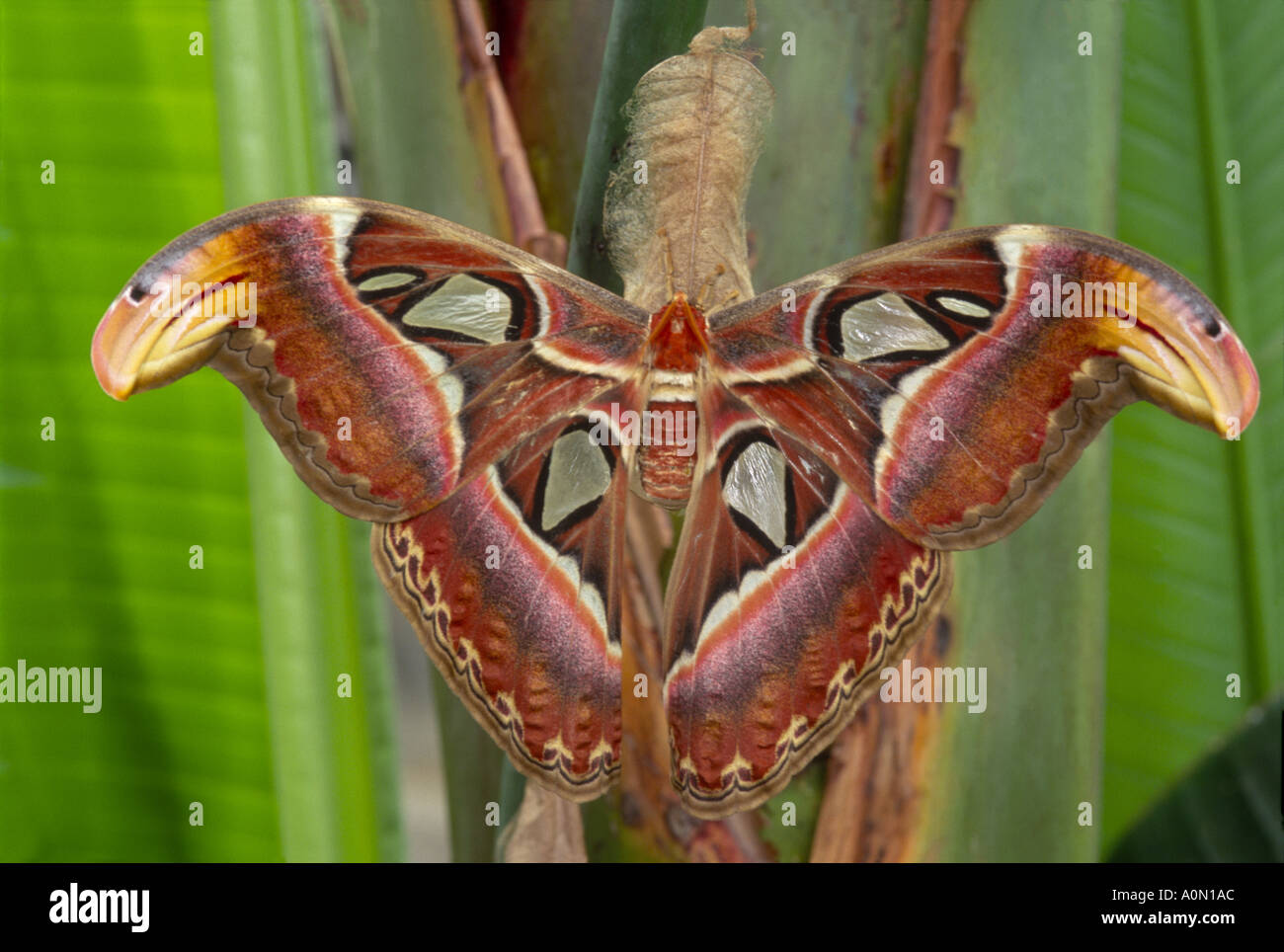 Nachtfalter Attacus Atlas atlas Stockfoto