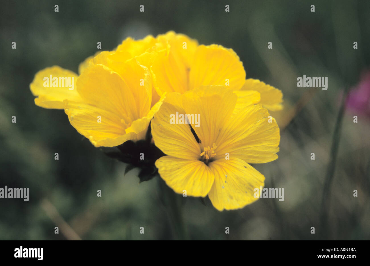 Nahaufnahme des gelben Flachs Linum Flavum Blumen im Nationalpark Pirin Bulgarien Stockfoto