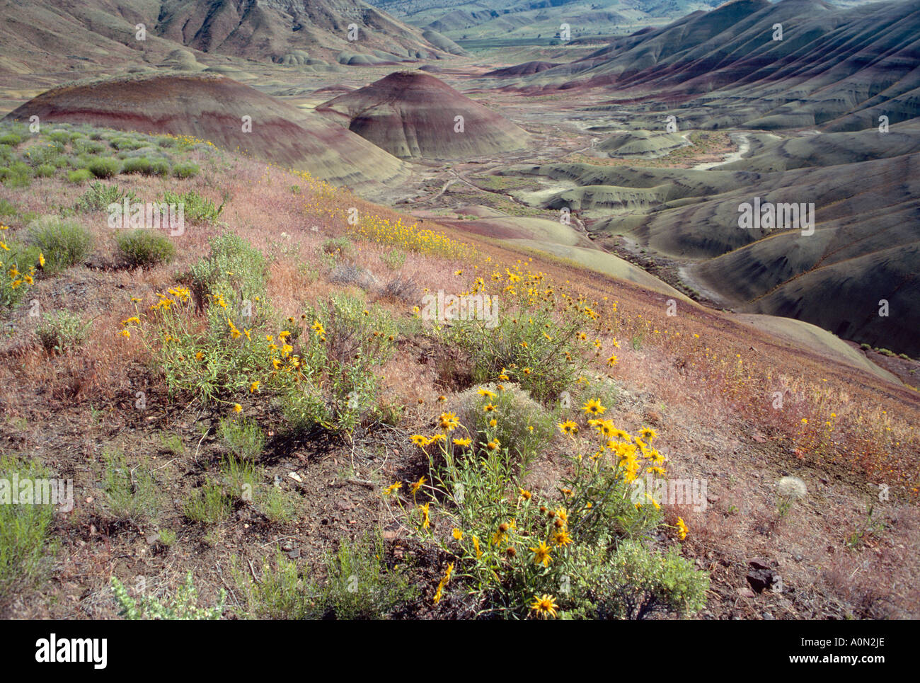 Wildblumen und Bentonit Hügel gemalt Hills John Day Fossil Betten Nationaldenkmal östlichen Oregon USA Stockfoto