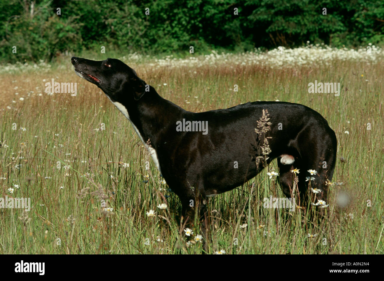 schwarzer Hund Greyhound stehend auf Wiese Elijah Bristow State Park Pleasant Hill Oregon USA PR 159 Stockfoto