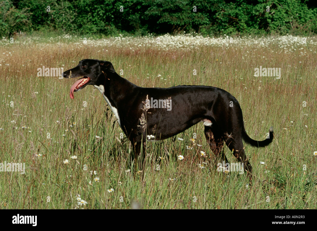 schwarzer Hund Greyhound stehend auf Wiese Elijah Bristow State Park