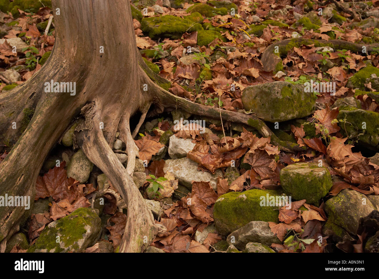 Eine Nahaufnahme von einem Baumstamm und Wurzeln mit Herbstlaub und Moos bedeckt Felsen in einem Wald. Stockfoto