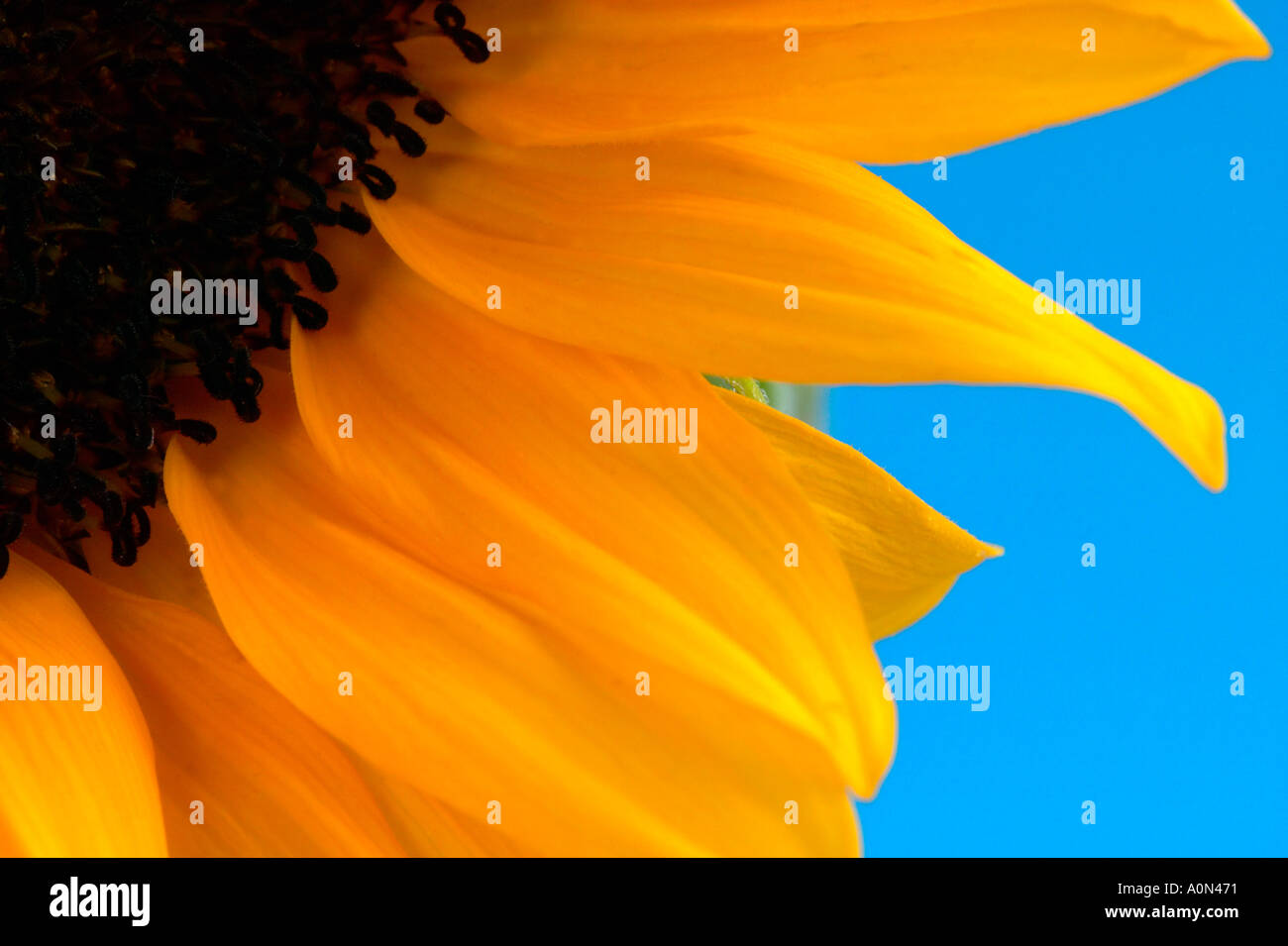 Nahaufnahme der Sonnenblumen vor blauem Hintergrund Stockfoto