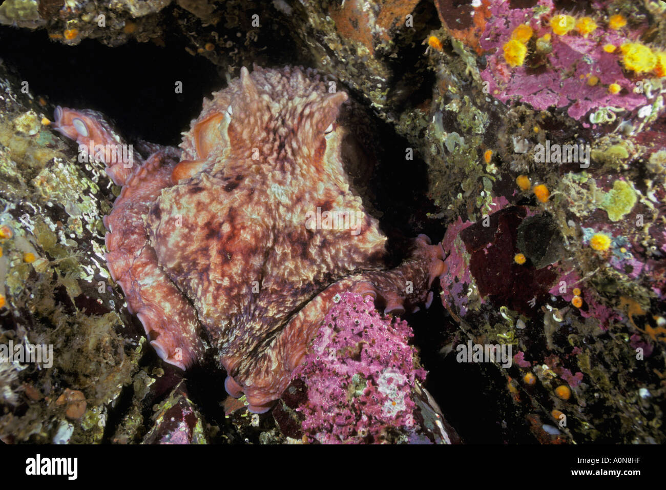 Pazifische Riesenkrake, Octopus Dolfleini, Britisch-Kolumbien, Kanada. Stockfoto