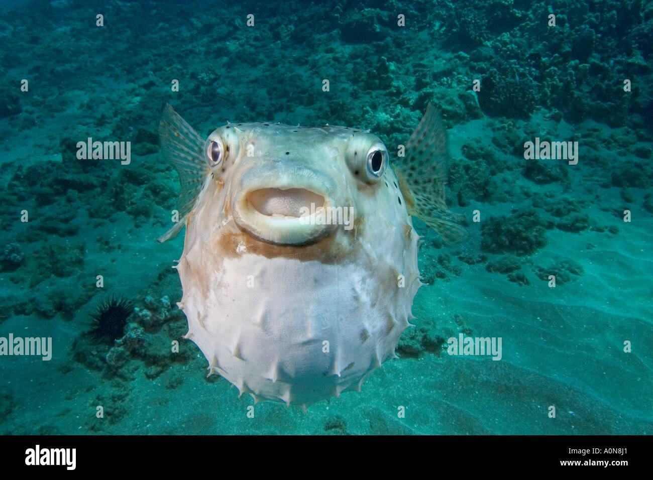 Die gefleckte Burrfish, Chilomycterus Reticulatus ist selten in Hawaii. Stockfoto