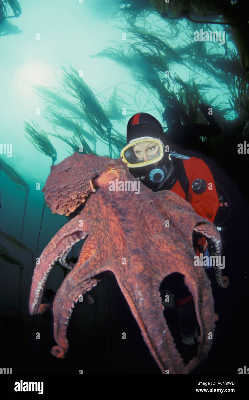 Taucher (MR) und pazifischen Riesenkraken, Octopus Dolfleini, Britisch-Kolumbien, Kanada. Stockfoto