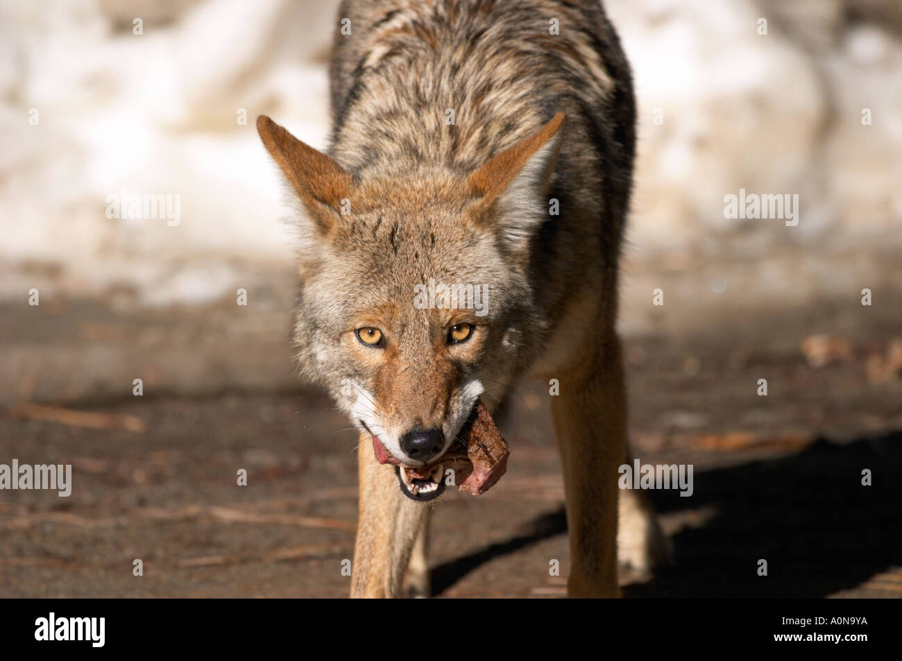 Kojoten im Yosemite National park Essen Stück Fleisch Stockfoto
