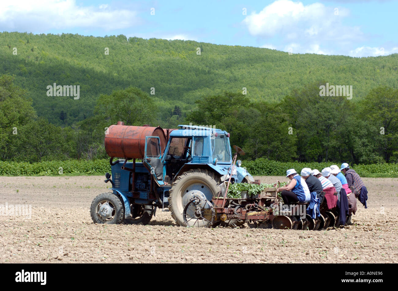 Pflanzen von Kohl während des kurzen Sommers in der Nähe von Yuzhno Sakhalinsk auf Sachalin in Russland 2004 Stockfoto