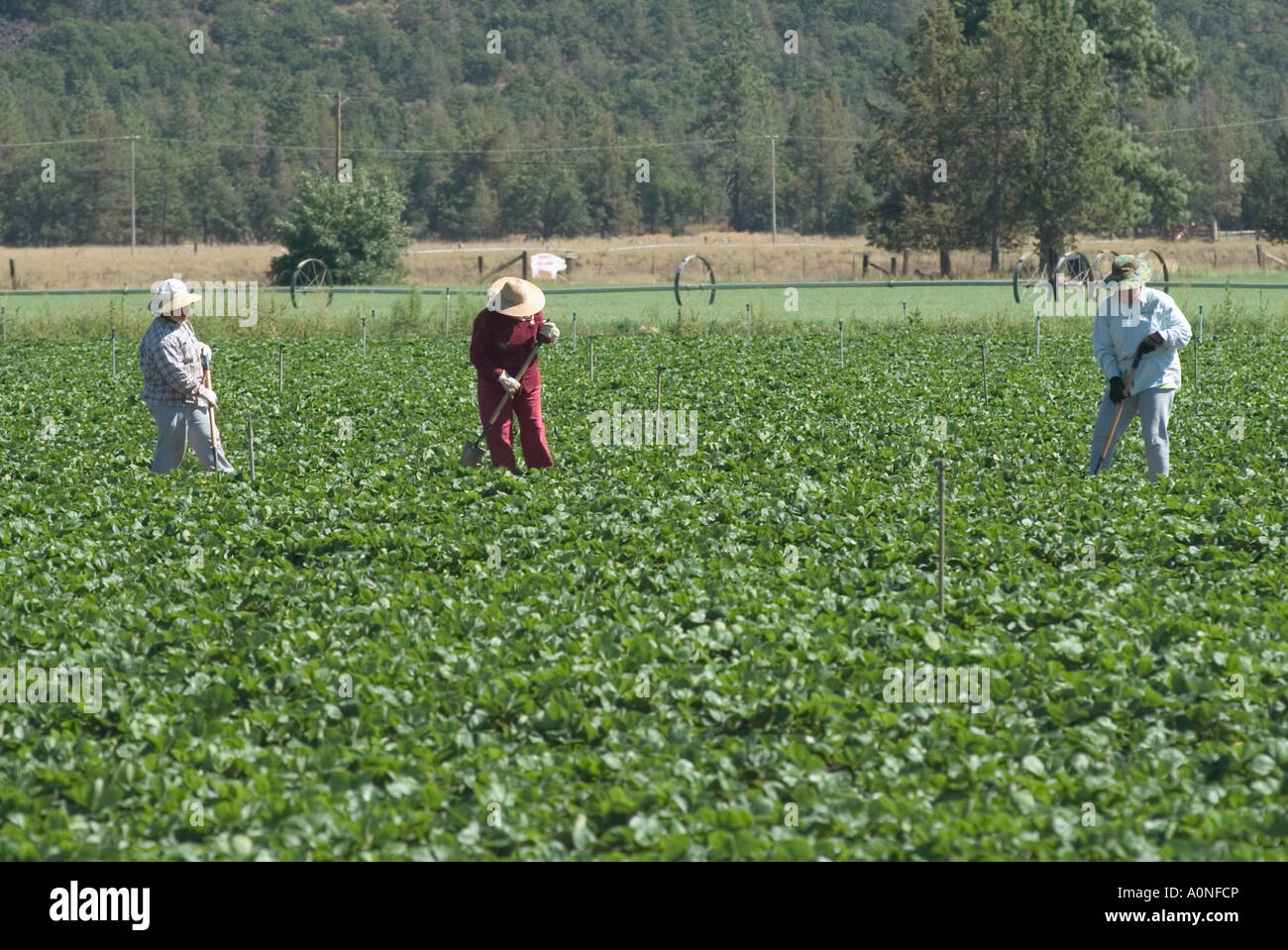 Zugewanderten Landarbeiter arbeiten auf einem Bauernhof in Nord-Kalifornien Stockfoto