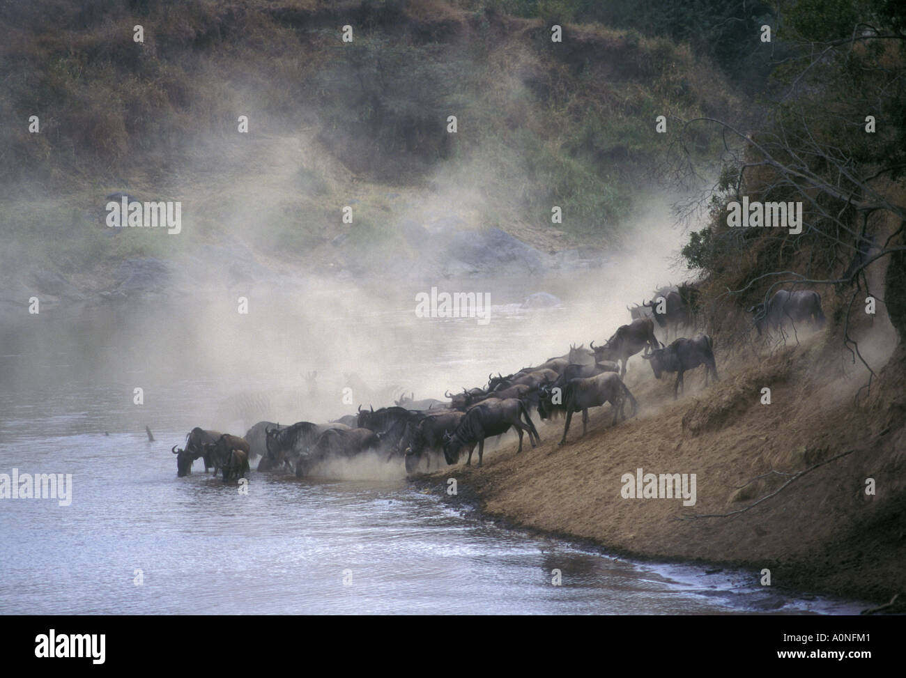 Gnus Herde kommen hinunter zum Fluss Mara Masai Mara National Reserve Kenia in Ostafrika zu trinken Stockfoto