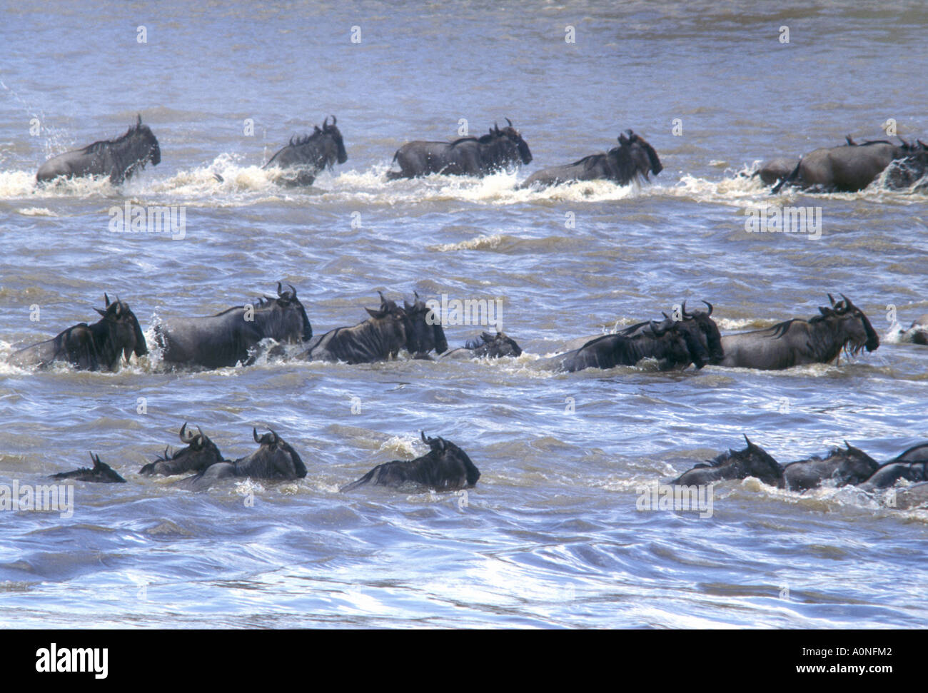 Gnus schwimmen über den Mara River Masai Mara National Reserve Kenia in Ostafrika Stockfoto