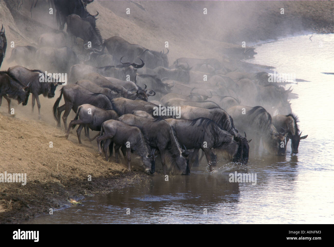 Gnus Herde kommen hinunter zum Fluss Mara Masai Mara National Reserve Kenia in Ostafrika zu trinken Stockfoto
