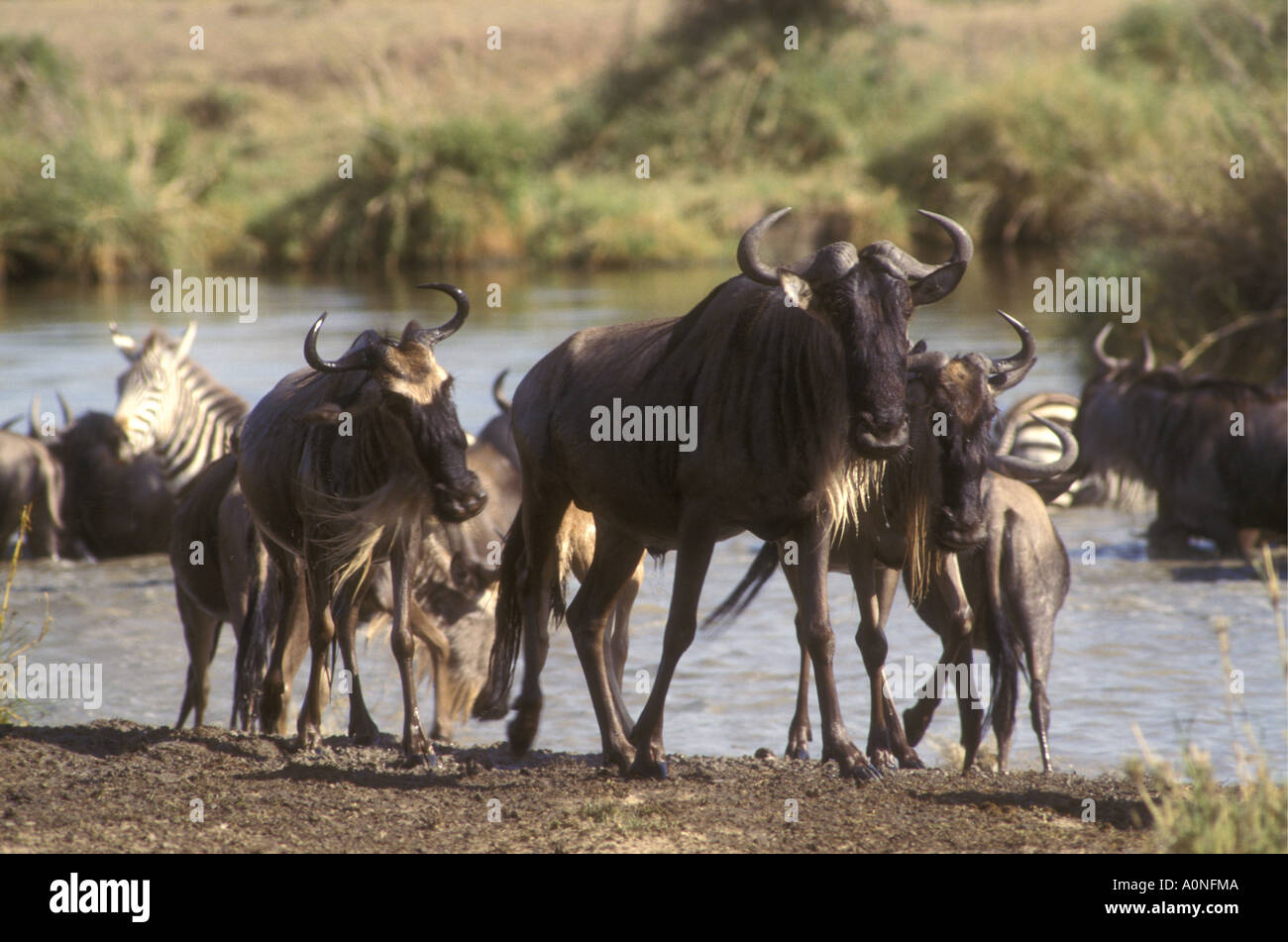 Erschrocken Gnus im Galopp weg von einer Wasserstelle Serengeti Nationalpark Tansania Ostafrika Stockfoto