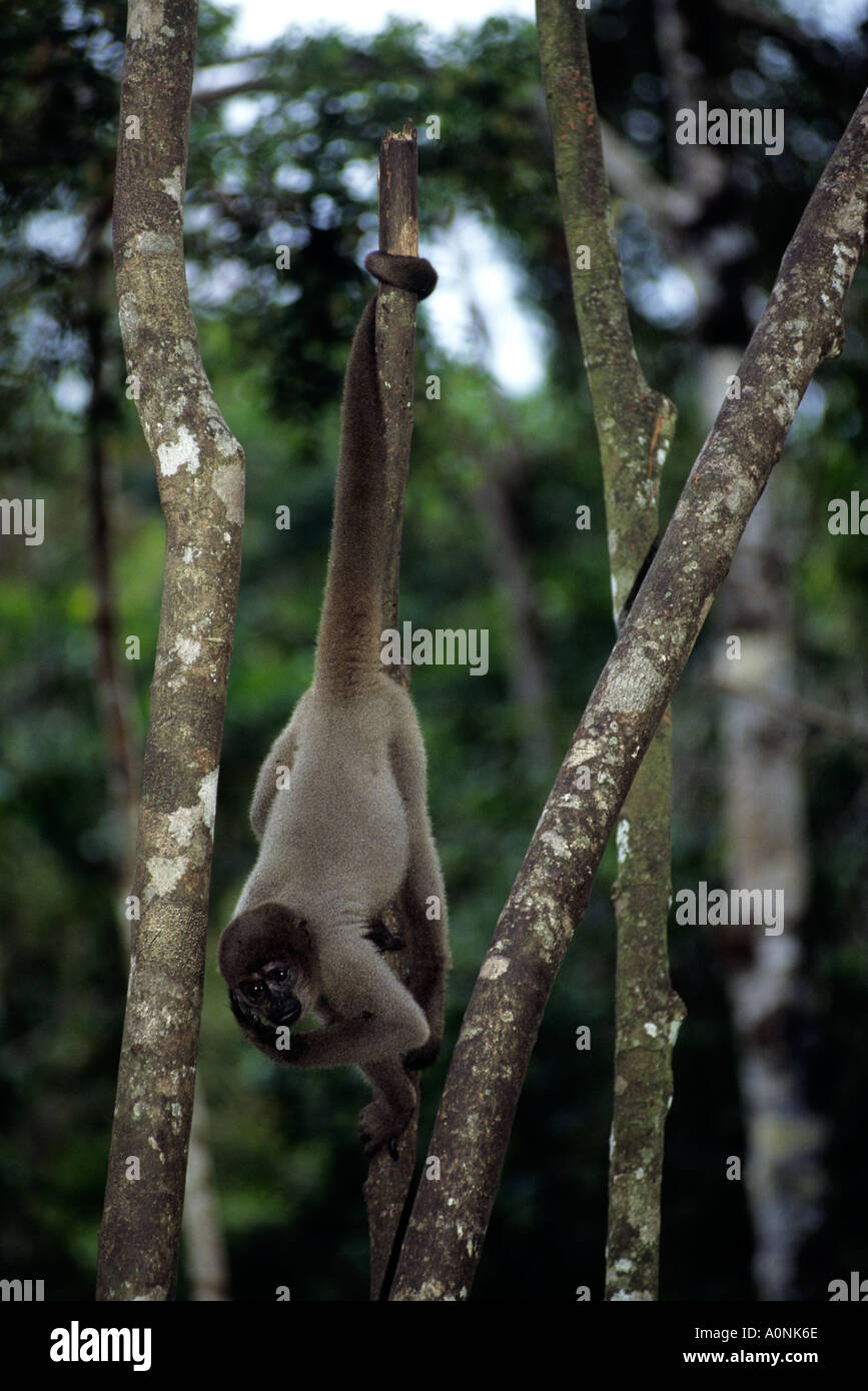 Manaus, Brasilien. Wollige Affen schwingen durch den Greifschwanz aus einem gebrochenen Stamm. Amazon. Stockfoto