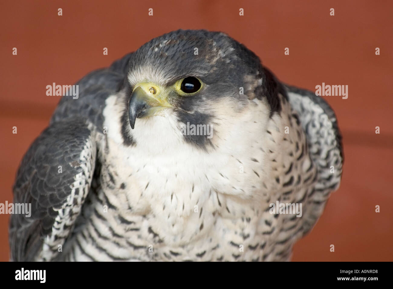 Saker falcon Stockfoto