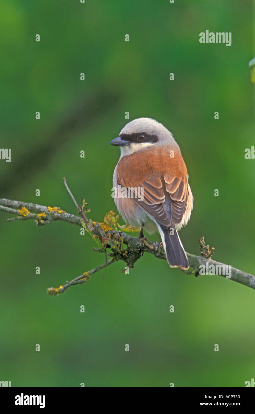 RED-BACKED SHRIKE Lanius collurio Stockfoto