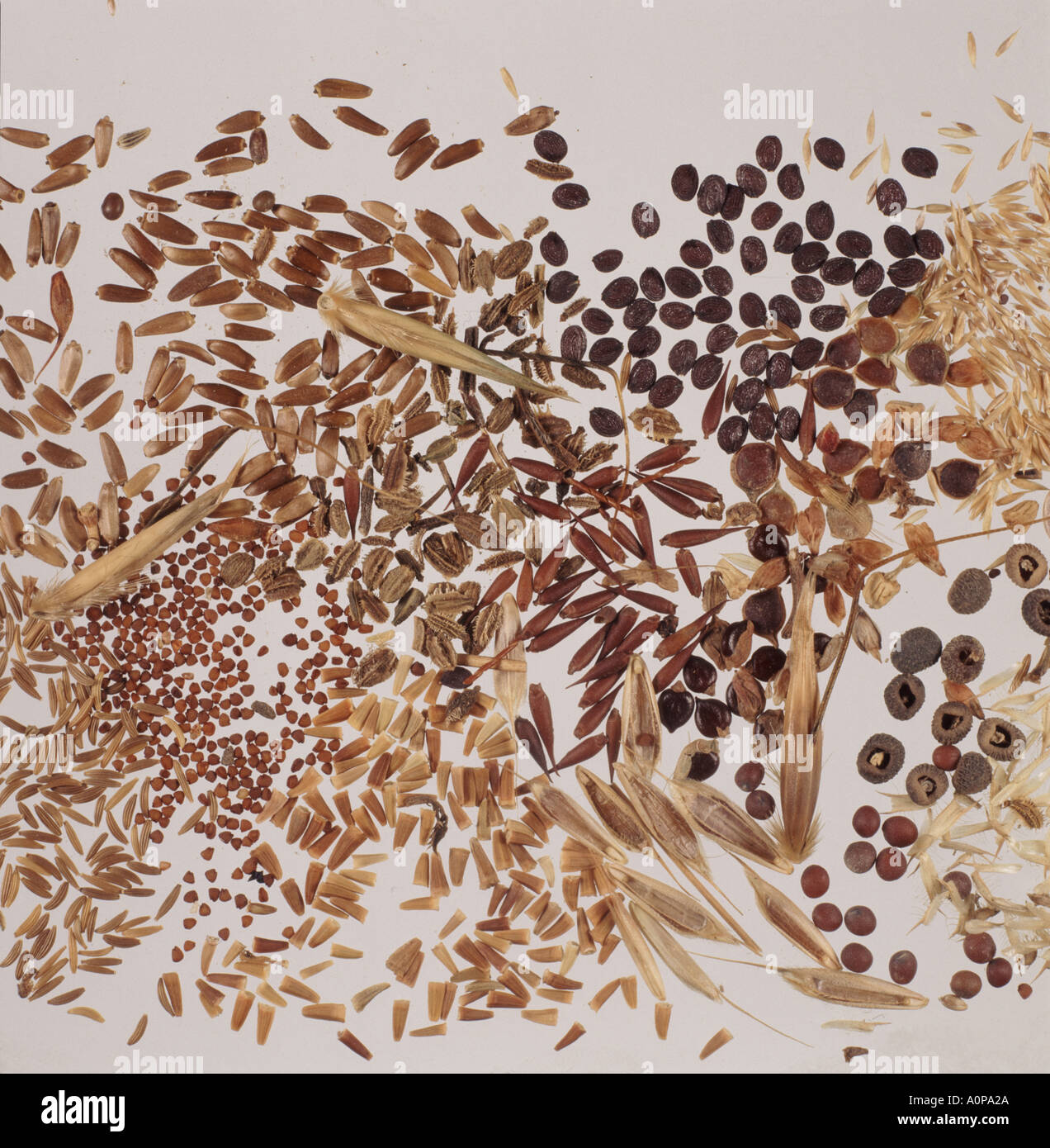 Die gemischten Samen von verschiedenen Wildblumen auf einfarbigen Hintergrund Stockfoto