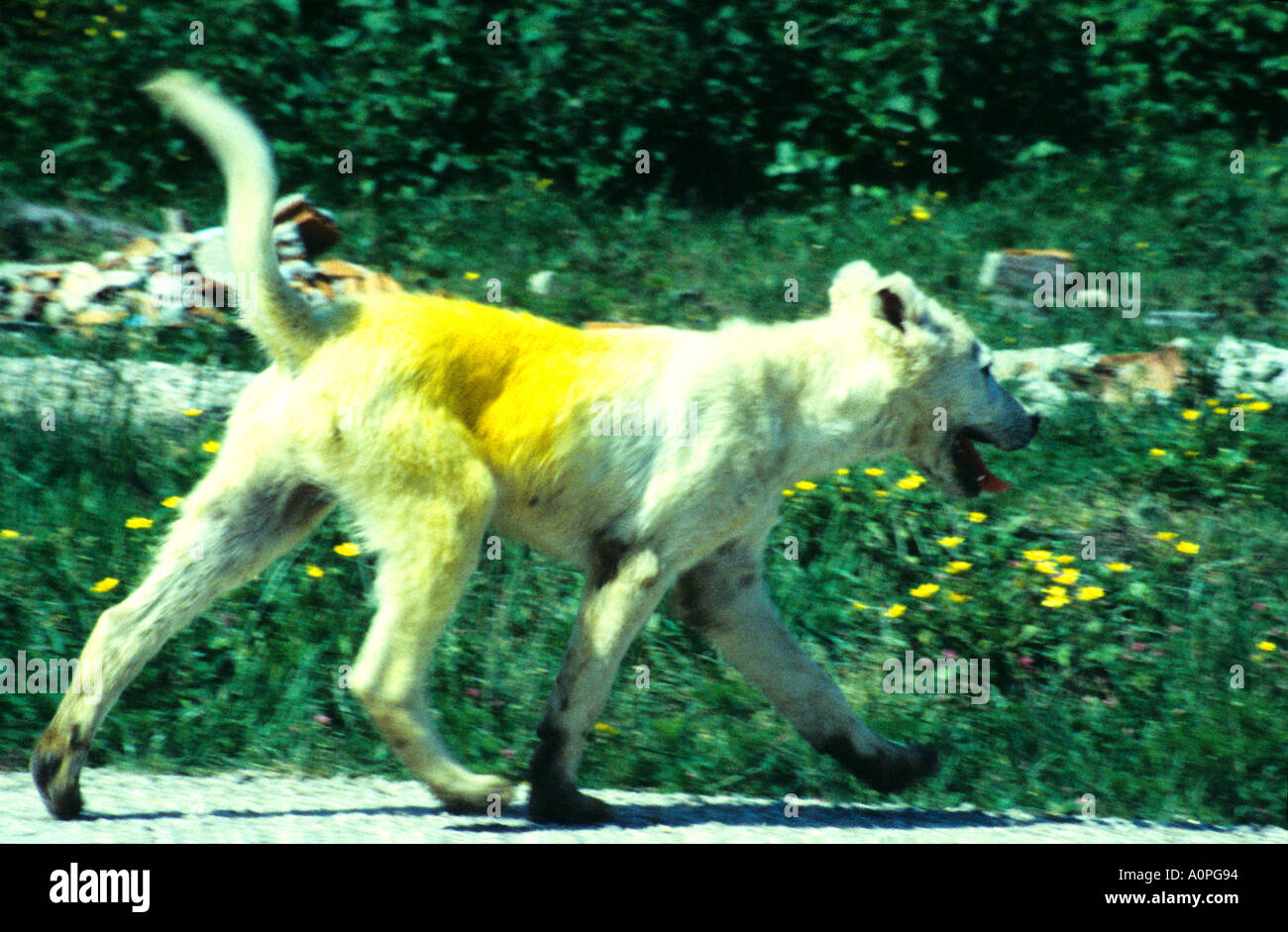 Eine gelbe unterstützt türkische Hirtenhund Stockfoto