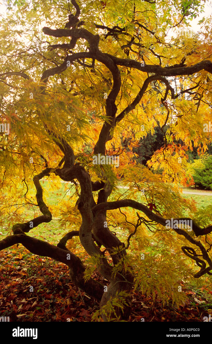 Acer Palmatum Dissectum Herbstblatt Farbe bei Westonbirt Arboretum Gloucestershire England UK Stockfoto