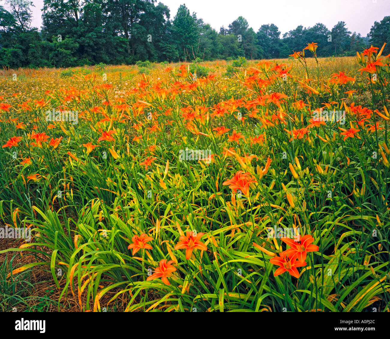 Taglilien auf einen Sommer morgen Wharton Staatswald Pine Barrens New Jersey Stockfoto